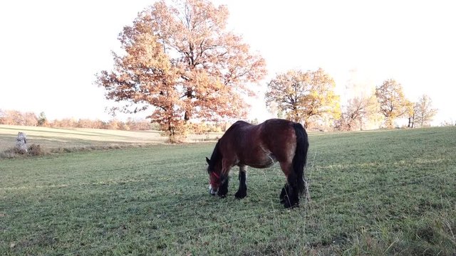 horses pasture meadow autumn animals