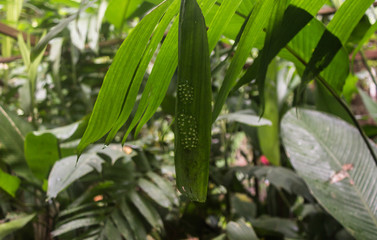 Frogspawn eggs on a leaf waiting to hatch in a rainforest in Costa Rica