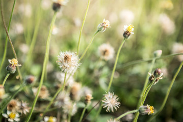 grass flowers with morning sunlight
