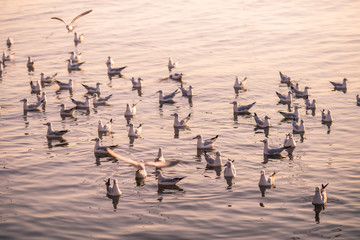 The background of the gull, a bird that behaves as a large flock, is a migratory bird escaping from the northern hemisphere. It is common during the season change between rainy season and winter.
