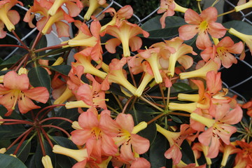salmon colored flowers