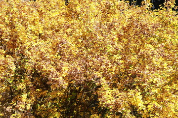 Yellow tree leaves in autumn 3440
