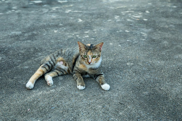 Thai cat on the cement floor