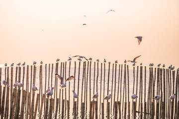 Seagull is a type of seabird, a medium to large bird. Gray or white hair Some species have black spots on the head or wings, mouths are thick and the feet are large. The birds are behaving in a large