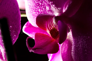 Orchid flower closeup stretching into blur. macrophotography