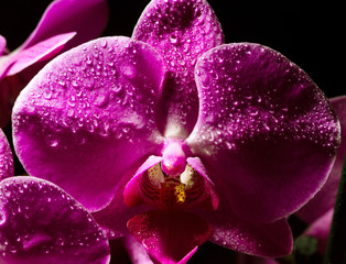 Orchid flower closeup stretching into blur. macrophotography