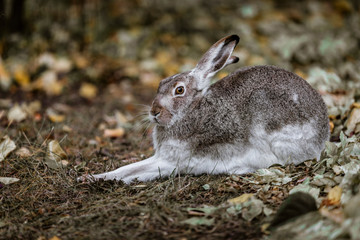 A white-tailed jackrabbit sits in the undergrowth. Taken in Edmonton, Alberta, Canada.
