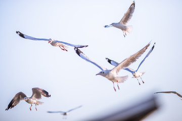 Seagull is a type of seabird, a medium to large bird. Gray or white hair Some species have black spots on the head or wings, mouths are thick and the feet are large. The birds are behaving in a large