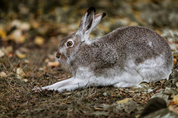 A white-tailed jackrabbit sits in the undergrowth. Taken in Edmonton, Alberta, Canada.