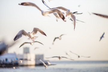 Seagull is a type of seabird, a medium to large bird. Gray or white hair Some species have black spots on the head or wings, mouths are thick and the feet are large. The birds are behaving in a large