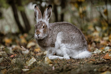 A white-tailed jackrabbit sits in the undergrowth. Taken in Edmonton, Alberta, Canada.