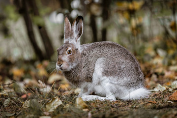 A white-tailed jackrabbit sits in the undergrowth. Taken in Edmonton, Alberta, Canada.