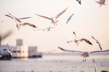 Seagull is a type of seabird, a medium to large bird. Gray or white hair Some species have black spots on the head or wings, mouths are thick and the feet are large. The birds are behaving in a large