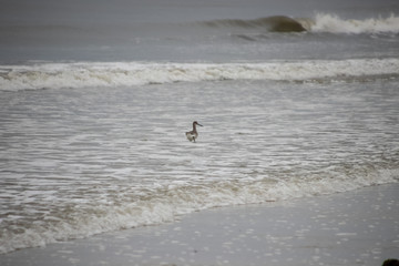 Stilt Sandpiper wades in rising waters of Gulf of Mexico along Fort Myers Beach on Estero Island, Florida.