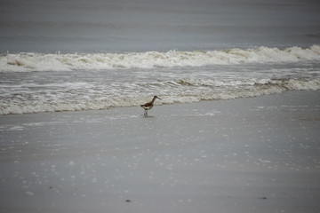 Stilt Sandpiper hunts along Fort Myers Beach on Estero Island, Florida.