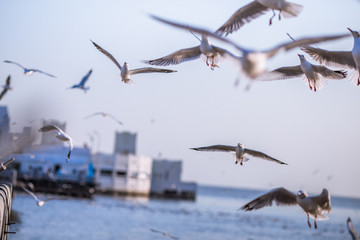 Seagull is a type of seabird, a medium to large bird. Gray or white hair Some species have black spots on the head or wings, mouths are thick and the feet are large. The birds are behaving in a large