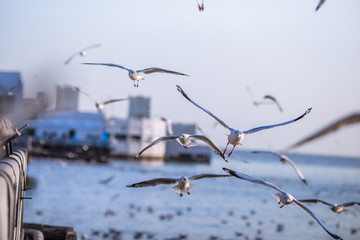 Seagull is a type of seabird, a medium to large bird. Gray or white hair Some species have black spots on the head or wings, mouths are thick and the feet are large. The birds are behaving in a large