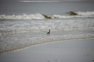 Stilt Sandpiper wades in waters of Gulf of Mexico along Fort Myers Beach on Estero Island, Florida.