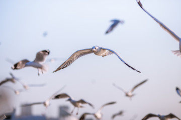 Seagull is a type of seabird, a medium to large bird. Gray or white hair Some species have black spots on the head or wings, mouths are thick and the feet are large. The birds are behaving in a large
