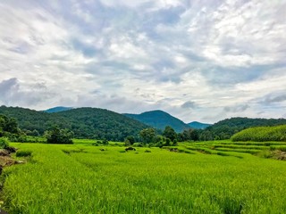 Fototapeta premium Beautiful rice field background blue sky, Chiang rai Province, Northern of Thailand