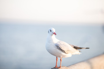 Obraz premium Larus brunnicephalus, Seagull, is a medium to large bird. , Gray or white hair, long mouth, and large feet. Are combined into a large crowd. Trivia along the coast