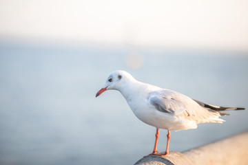 Naklejka premium Larus brunnicephalus, Seagull, is a medium to large bird. , Gray or white hair, long mouth, and large feet. Are combined into a large crowd. Trivia along the coast