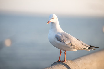 Larus brunnicephalus, Seagull, is a medium to large bird. , Gray or white hair, long mouth, and large feet. Are combined into a large crowd. Trivia along the coast