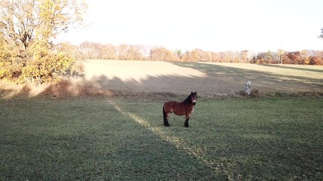 horses pasture meadow autumn animals