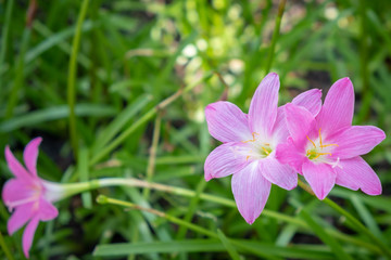 beautiful pink rain Lily flower