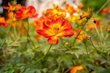 cosmos flower field under beautiful light