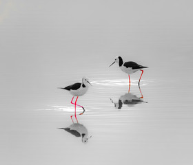 not lonely birds