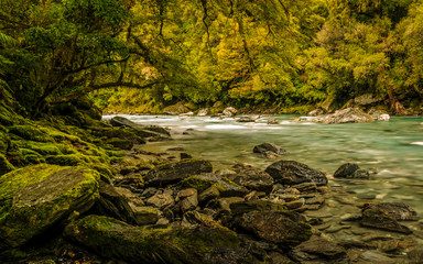 stony creek in green forest