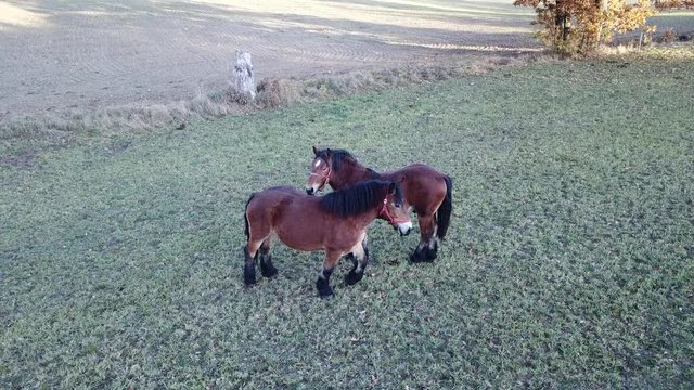 horses pasture meadow autumn animals