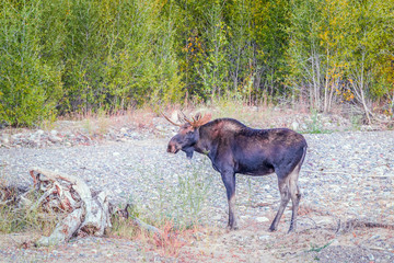 A bull moose in Grand Teton National Park.Wyoming.USA