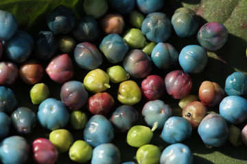 blue wild fruit in autumn on green background