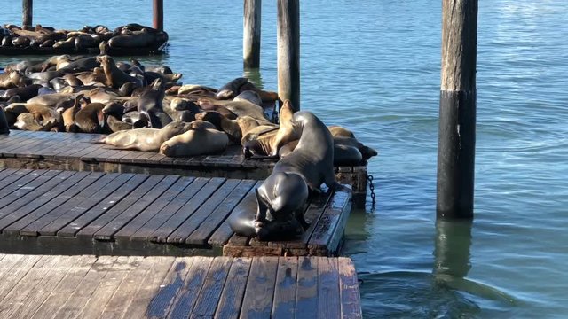 4K HD video of Sea Lions hauled out on wood platforms. Rather than remain in the water, pinnipeds haul-out onto land or sea-ice for reasons such as reproduction and rest.