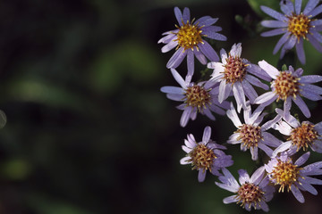 wild white daisy on black background