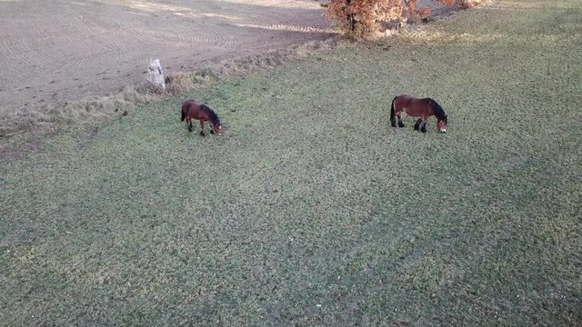 horses pasture meadow autumn animals