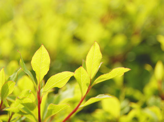葉　春　素材