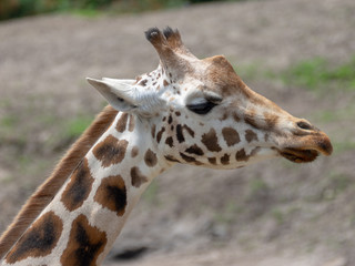 portrait of a giraffe