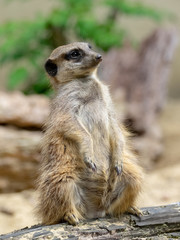 Suricate in the sun