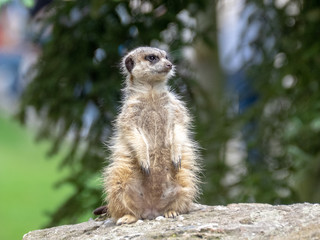 Suricate