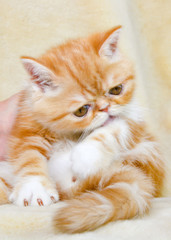 Shorthair kitten breed exotic color red marble washes feet 