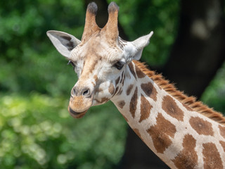 portrait of a giraffe