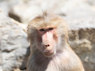 Portret of a baboon