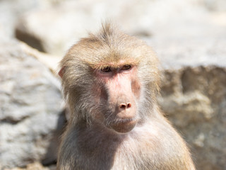 Portret of a baboon