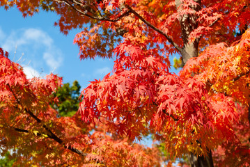 紅葉と青空 1