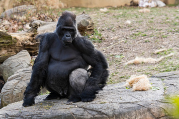Gorilla
