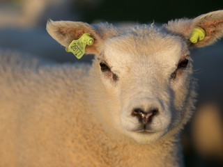 Portret of a lamb © Iwan