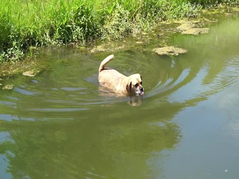 Puggle dog swimming in a rural farm pond on a sunny summer day.